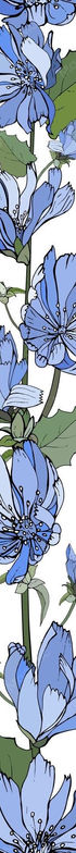 floral-vertical-border-with-blue-flowers-chicory-green-leaves-white_528213-770.jpg