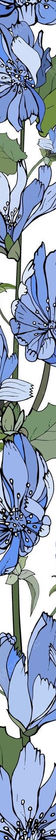 floral-vertical-border-with-blue-flowers-chicory-green-leaves-white_528213-770.jpg