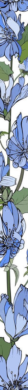 floral-vertical-border-with-blue-flowers-chicory-green-leaves-white_528213-770.jpg
