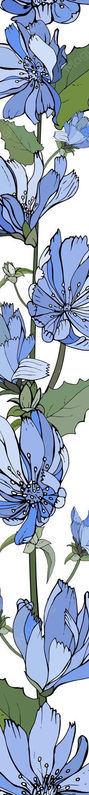 floral-vertical-border-with-blue-flowers-chicory-green-leaves-white_528213-770.jpg