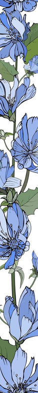 floral-vertical-border-with-blue-flowers-chicory-green-leaves-white_528213-770.jpg