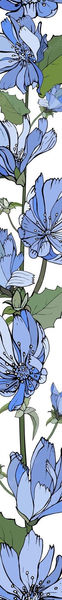 floral-vertical-border-with-blue-flowers-chicory-green-leaves-white_528213-770.jpg