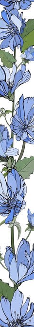 floral-vertical-border-with-blue-flowers-chicory-green-leaves-white_528213-770.jpg