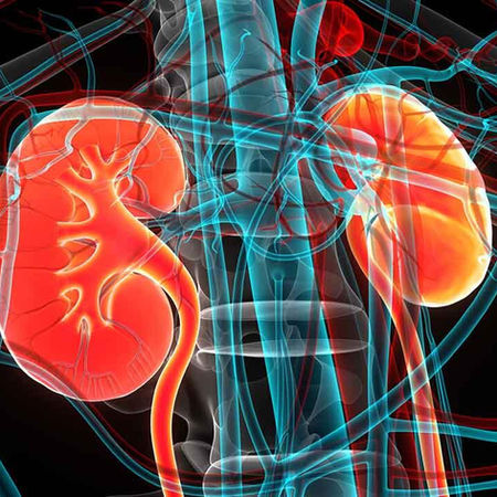 Volume 2 Issue 5: Nephrology
