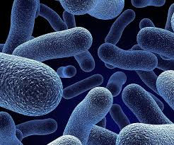 Volume 2 Issue 4: Bacterial Infections