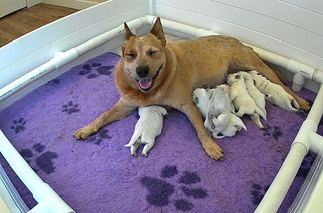 Bounce and her puppies