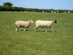 Onlookers to Garden