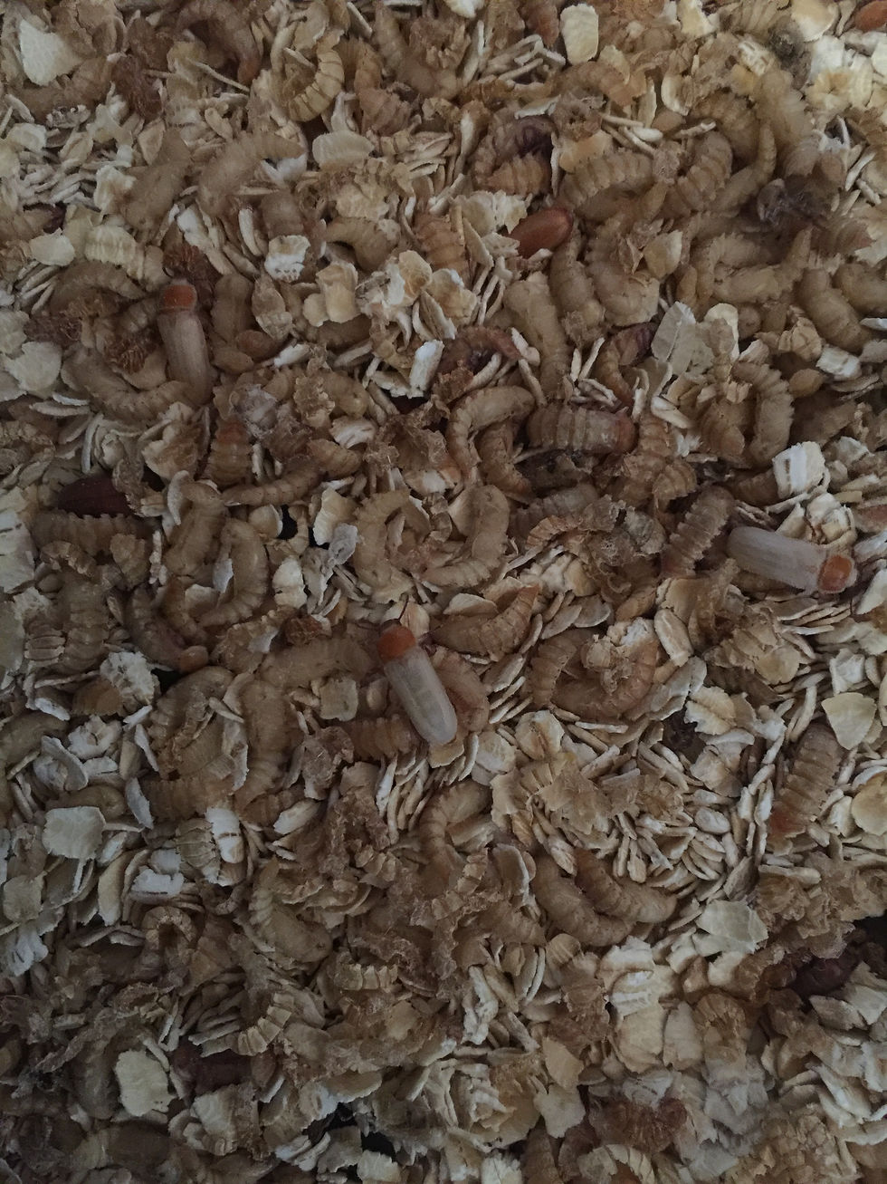 Pupae and Beetles