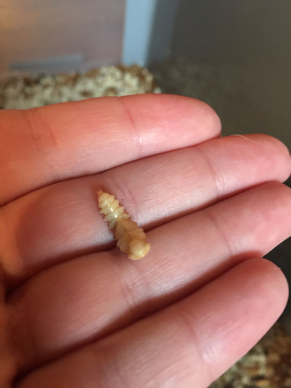 Pupa