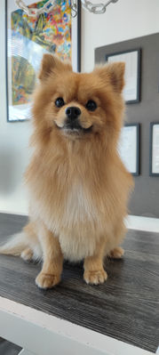 toiletteur fleuriste relais photocopie impression bouquet fleurs chien chat bordeaux plantes