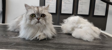 toiletteur fleuriste relais photocopie impression bouquet fleurs chien chat bordeaux plantes