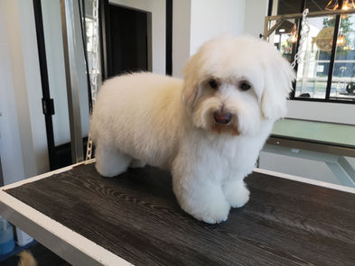 toiletteur fleuriste relais photocopie impression bouquet fleurs chien chat bordeaux plantes