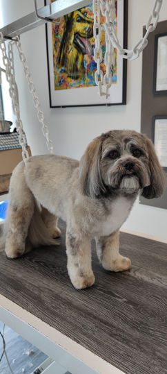 toiletteur fleuriste relais photocopie impression bouquet fleurs chien chat bordeaux plantes