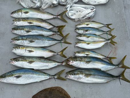 10月3日の釣果です🐟