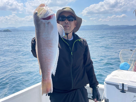 デカ白甘鯛‼️