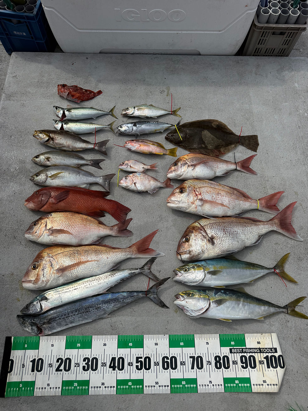11魚種も釣れる落とし込み‼️最高です☺️ジギング便も募集中〜
