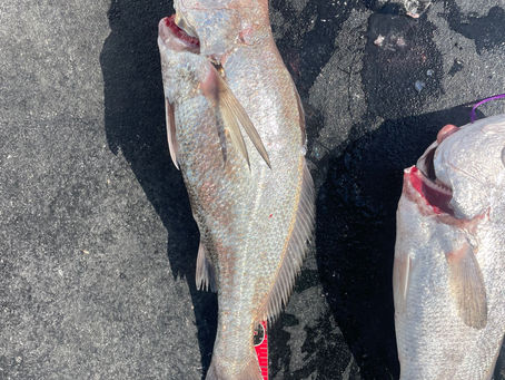 デカいクログチ釣れ出してます！大会開催中🈁