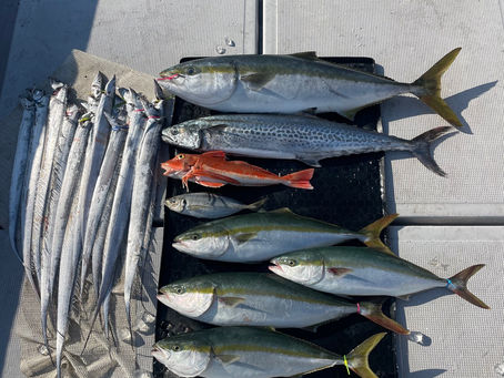 タチウオ開幕!
