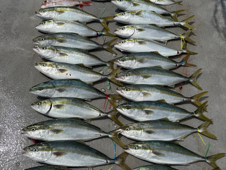ハマチ爆‼️夏ジギング開幕🎣