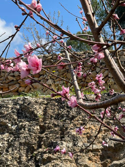 fiori di pesco in villa nisapiro gallipoli