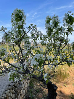 pero in fiore villa nisapiro gallipoli