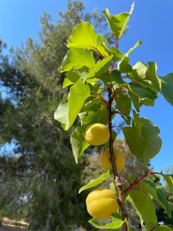 frutteto villa nisapiro gallipoli