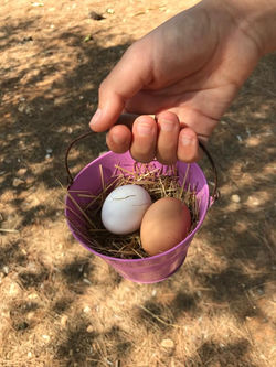 uova fresche delle nostre galline villa nisapiro gallipoli