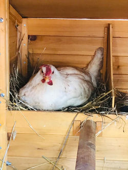 le nostre galline villa nisapiro gallipoli