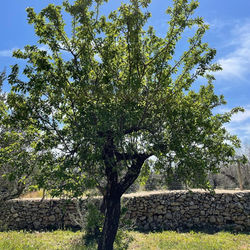 albero di mandorlo villa nisapiro gallipoli