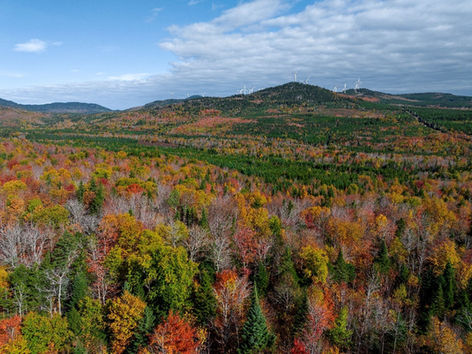 Fostering Trust and Investment in Natural Climate Solutions: Weyerhaeuser Executive Interview