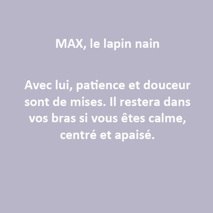 Portrait de Max, le lapin nain pour les séances de médiation animale