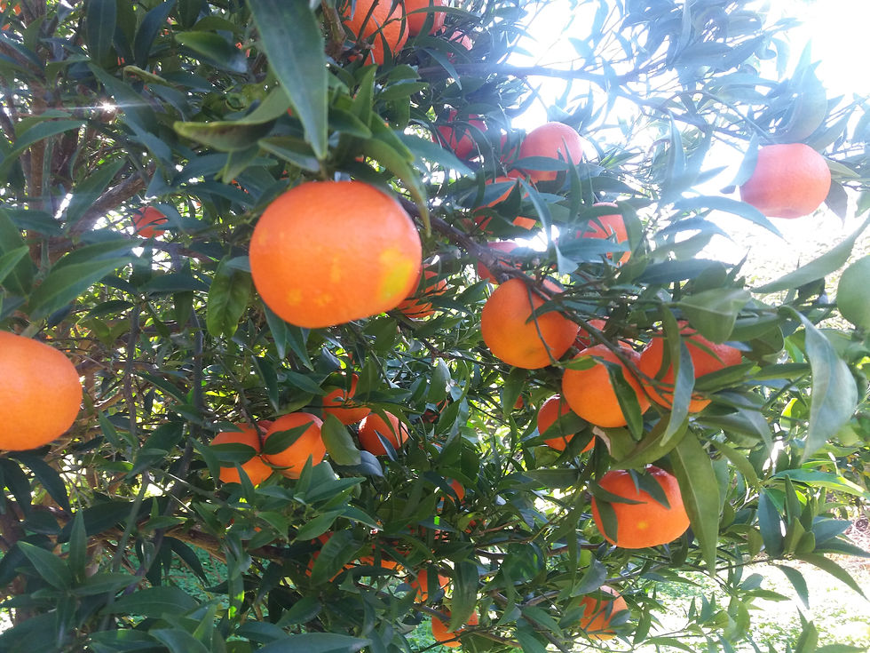 Orange tree in Orfia land