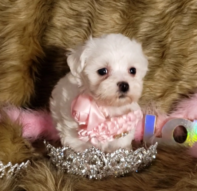 kong genius leo large