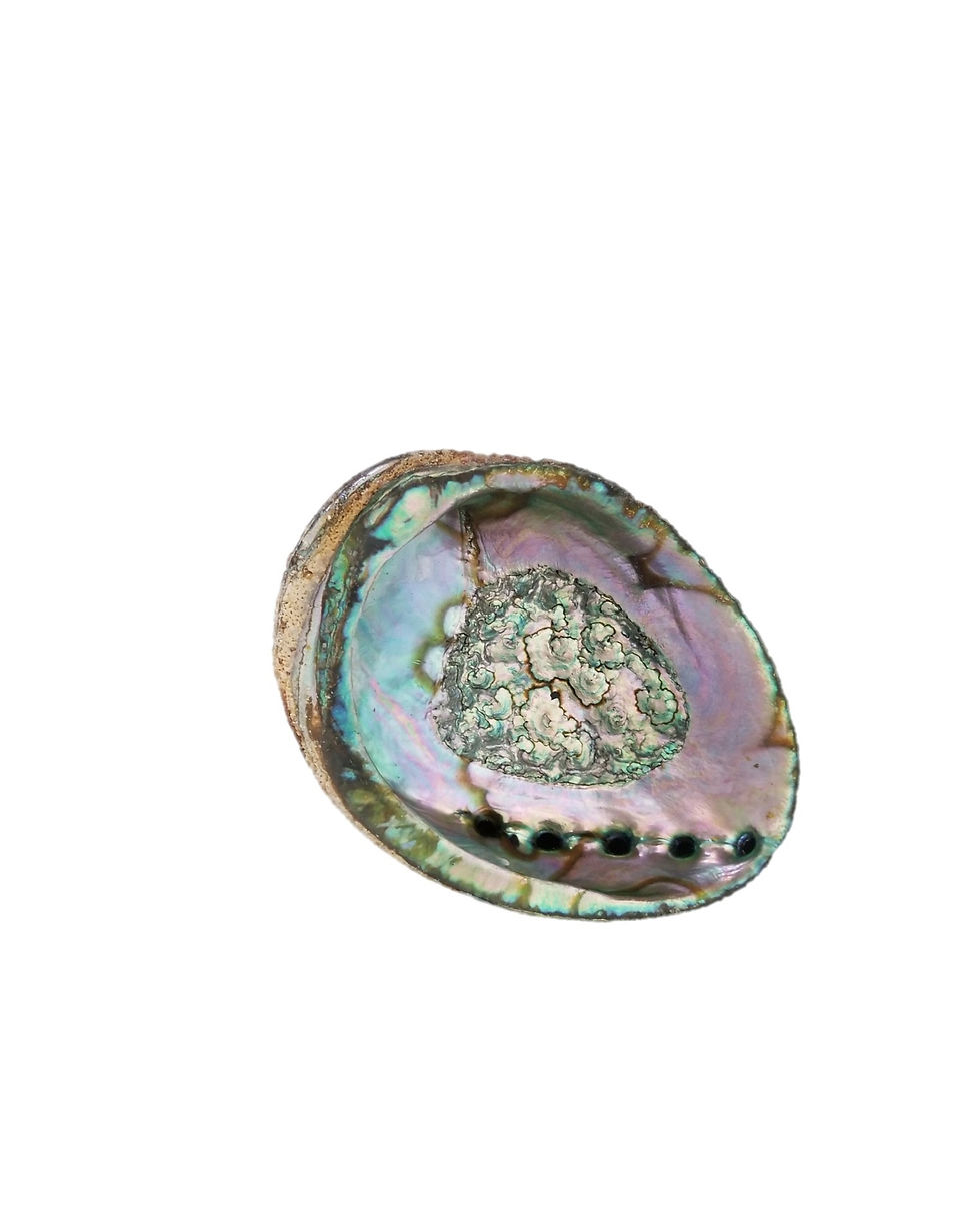 Thumbnail: Smudge Ash Tray Burner - Abalone Shell - Large 5"-6"