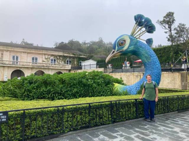 giant peacock