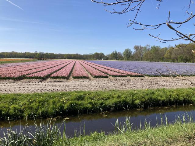fields visible from Kukenhoff (without taking a bike ride)
