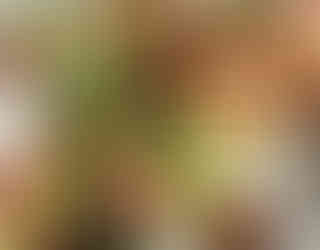 Octopus with zucchini, arak and olive oil