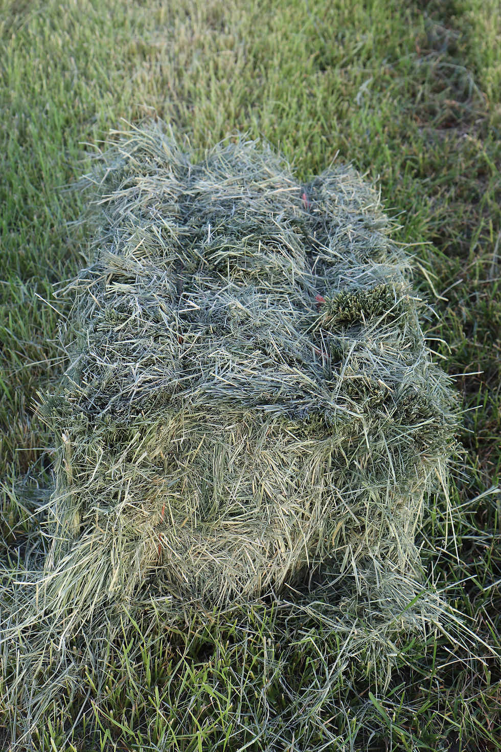 Thumbnail: Premium Teff Hay (Low Sugar) at Brush Prairie