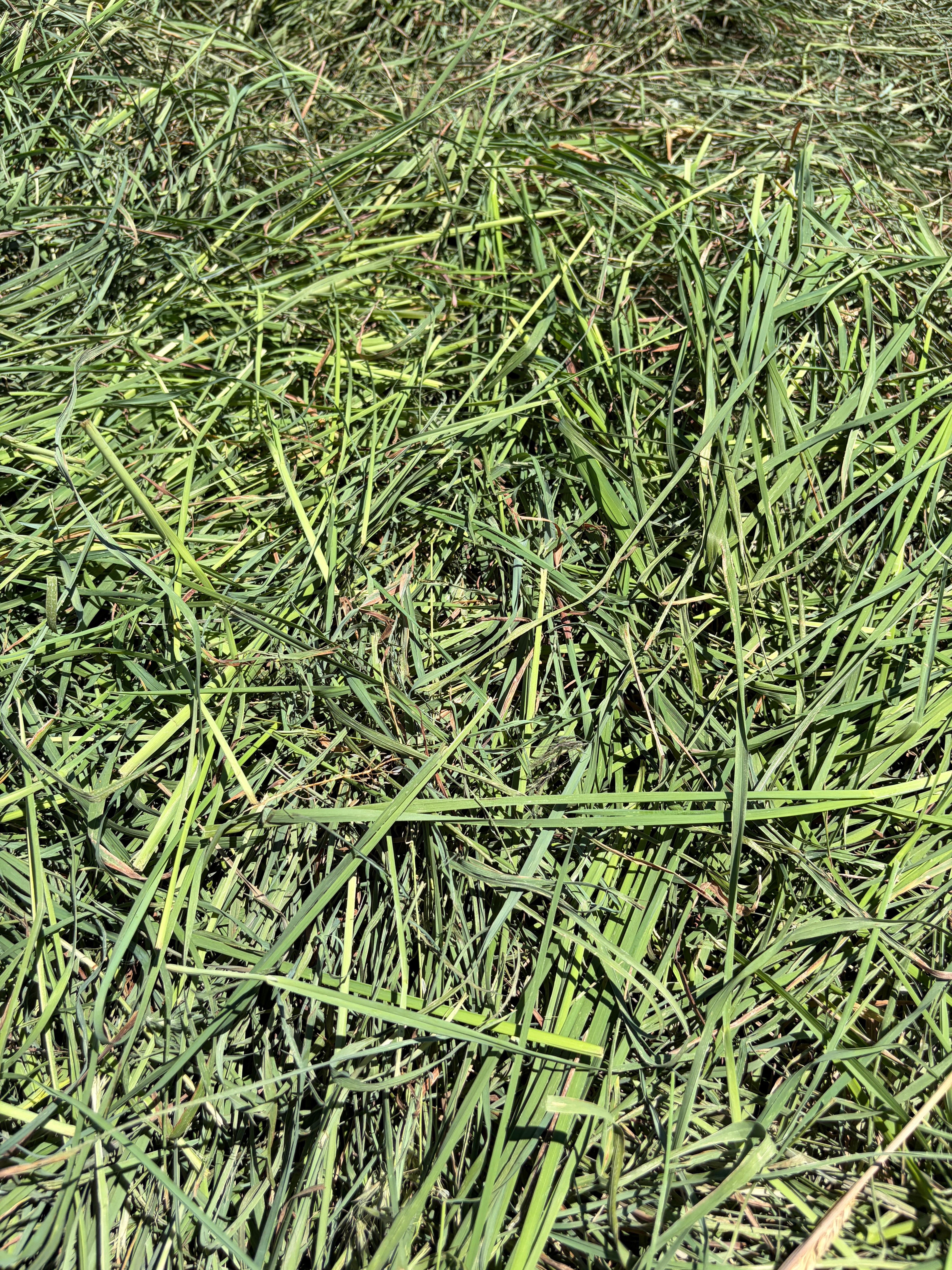 Orchardgrass in Monmouth, OR