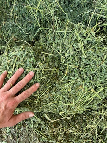Thumbnail: Supreme Alfalfa Hay (Low-Sugar) at Brush Prairie
