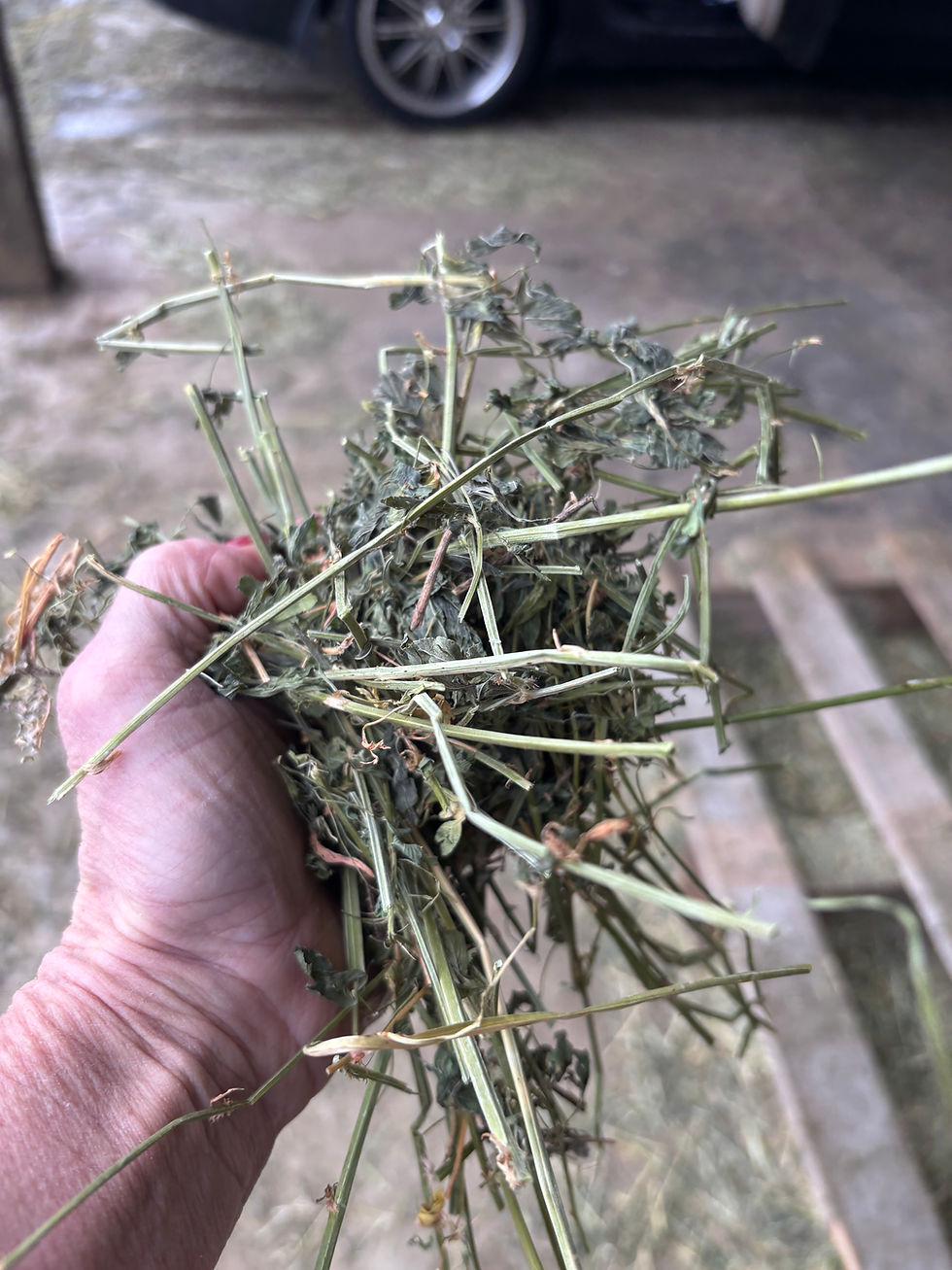 Thumbnail: Economy Alfalfa at Brush Prairie
