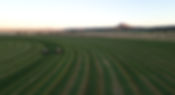 Premium Alfalfa Hay for Delivery