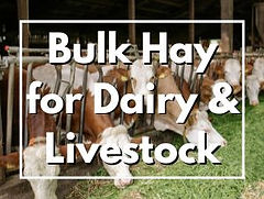 Bulk Hay for Dairy and Livestock (1).jpg