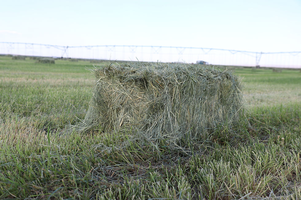 Thumbnail: Premium Teff Hay (Low Sugar) at Brush Prairie