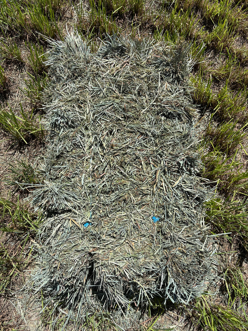 Thumbnail: Orchardgrass in Brush Prairie, WA