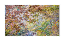 AppalachianForest 11