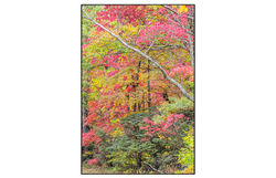 AppalachianForest 12