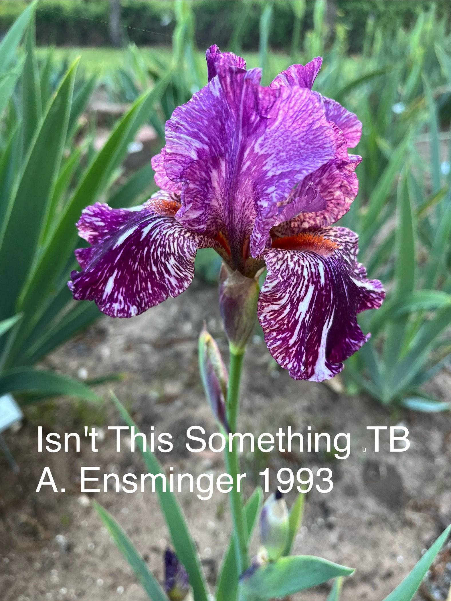 Isn't This Something TB