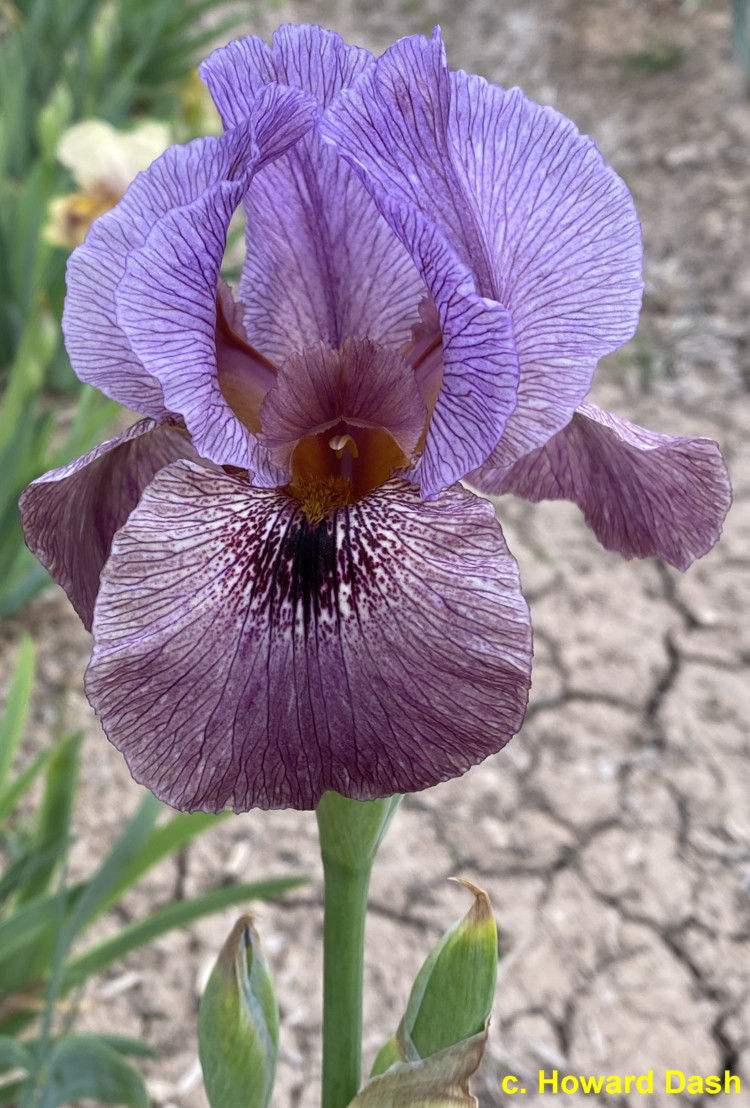 Pecos Valley AB