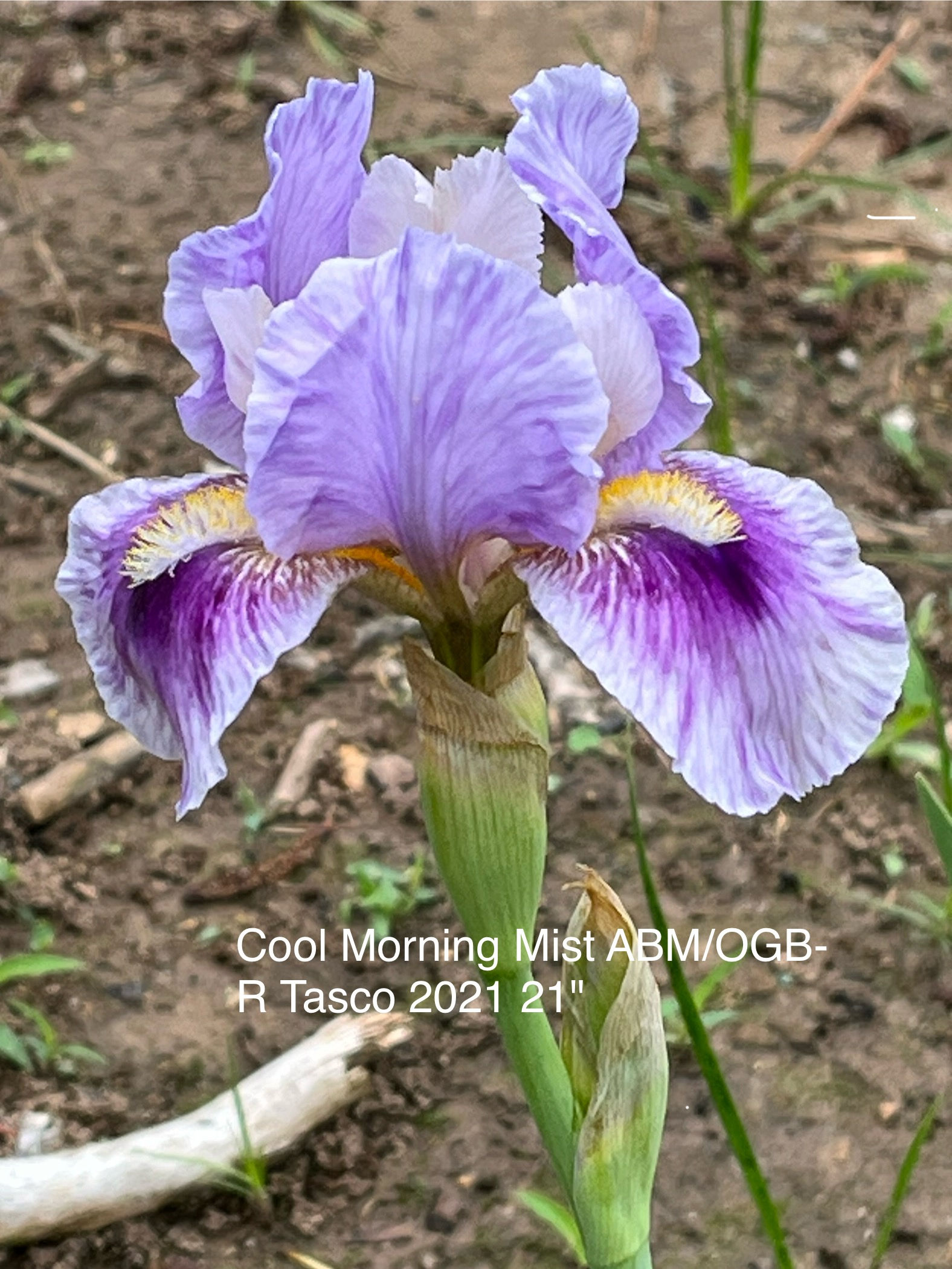 Cool Morning Mist AB